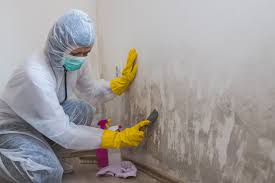 Professional Mold Inspection in Andrews, IN